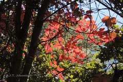 Parthenocissus semicordata